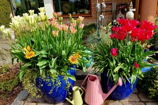 Ogrody Kapias w Goczałkowicach kwitną w maju