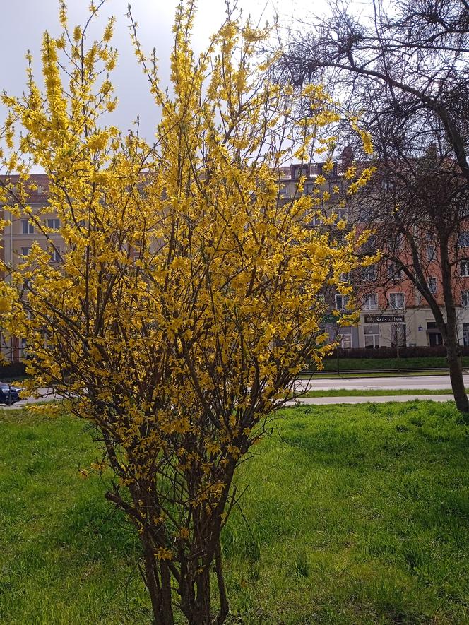 Wiosna w Gdańsku. Kwitną pierwsze drzewa i kwiaty. Zobaczcie nasze zdjęcia!