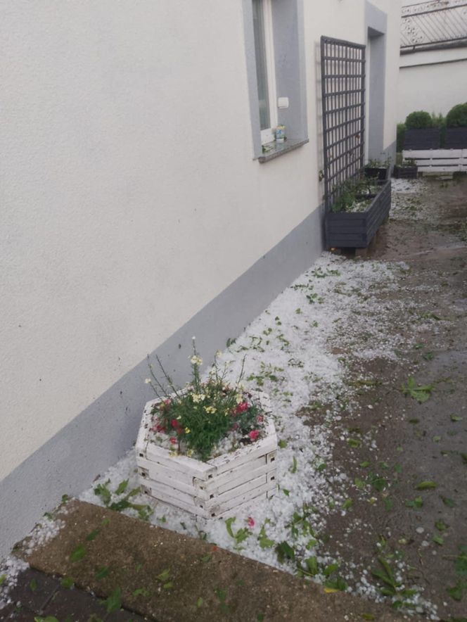 Zniszczone plantacje warzyw i owoców na Dolnym Śląsku. "To był prawdziwy armagedon" 