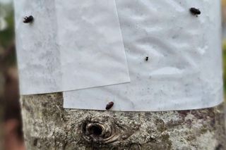 Szkodnik zaatakował drzewa w parku na Ursynowie