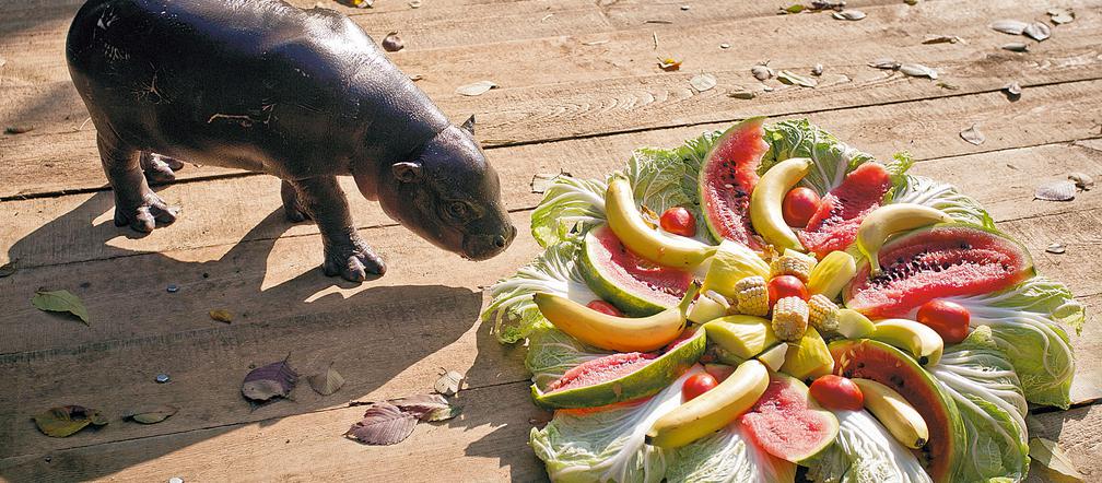 Prezydent usynowił hipcia