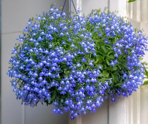 Zwisające kwiaty na balkon