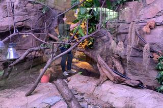 Egzotarium w Sosnowcu gotowe. Tak wygląda przed otwarciem