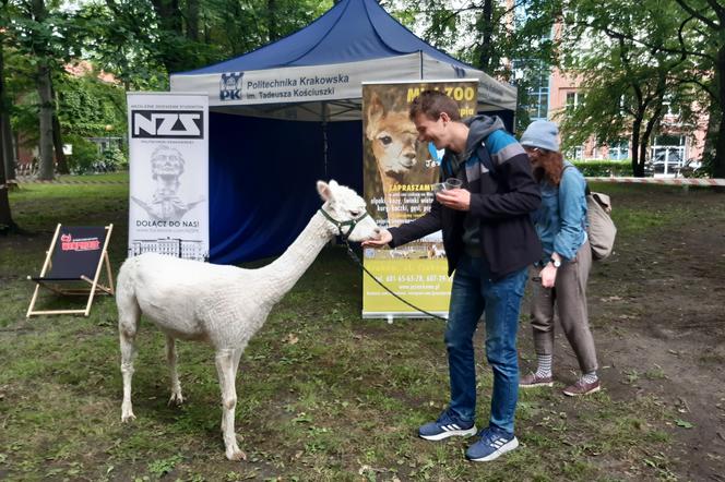 Alpaki zawitały na Politechnikę Krakowską