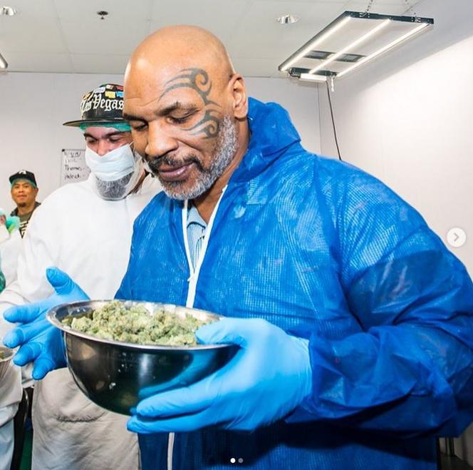 Mike Tyson hoduje marihuanę