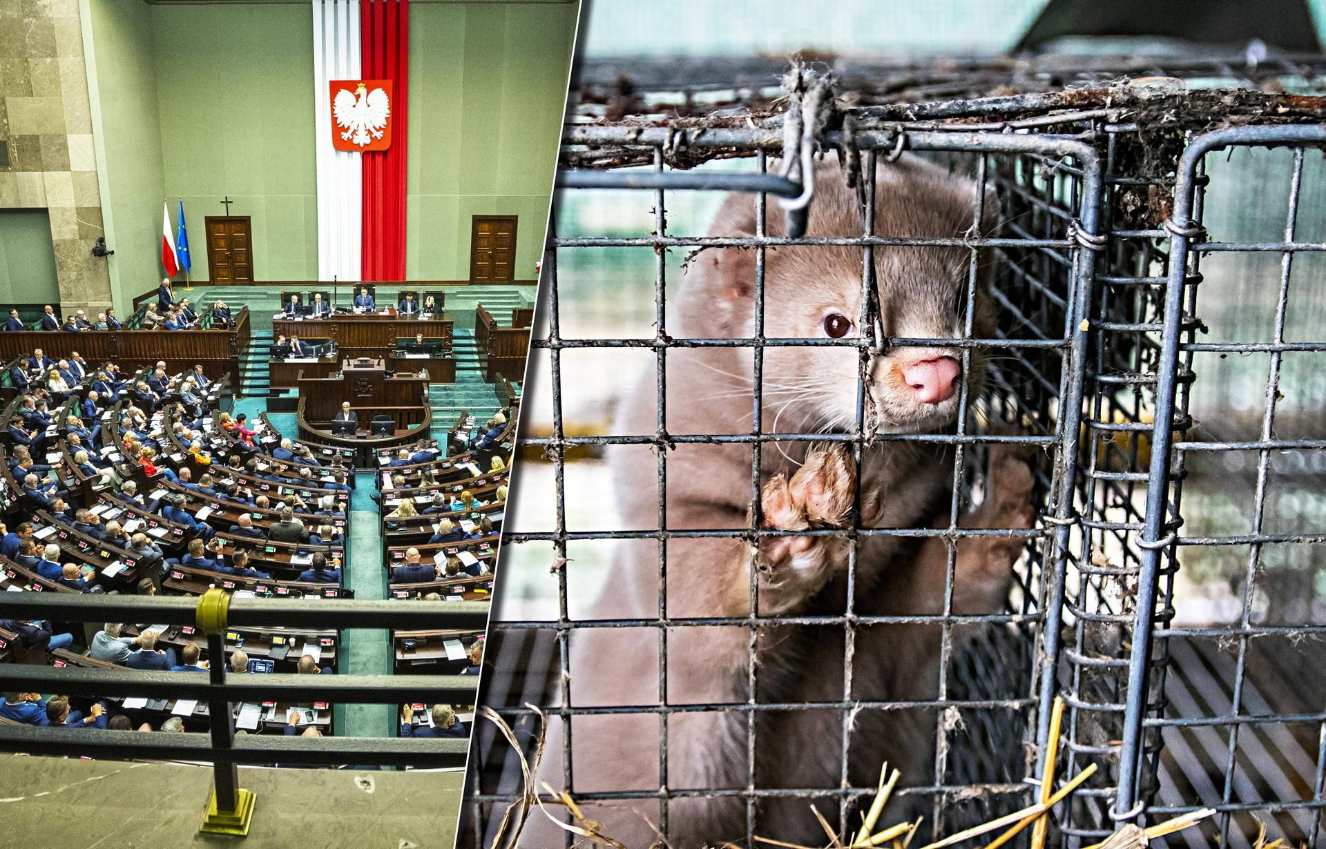 Aktywiści na rzecz zwierząt wzruszeni decyzją Nawrockiego. Tak emocjonalnej reakcji …