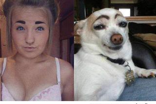 Pies z najbardziej oryginalnymi brwiami na świecie