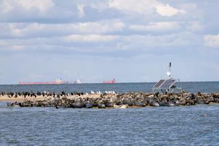 Ujście Wisły i Mewia Łacha - puste plaże i foki. Co tu zwiedzić? Jak zobaczyć foki? Wędrowne Motyle podpowiadają
