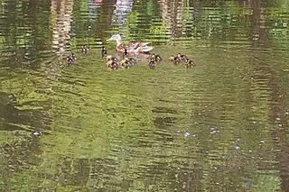 Dwie małe kaczki utknęły w studzience kanalizacyjnej 