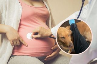 Pies z uporem obwąchiwał brzuch ciężarnej. Tak dawał jej znać, że dzieje się coś złego