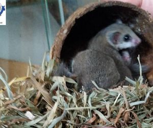 Dramatyczna interwencja w sklepie zoologicznym na Śląsku. Zwierzęta przetrzymywane w skandalicznych warunkach