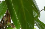 Filodendron
