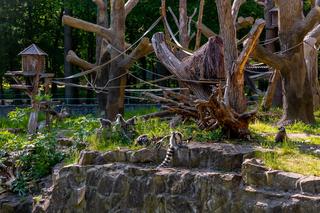 Orientarium ZOO Łódź. Kiedy są kąpiele słoni? Ile kosztują bilety w 2023?