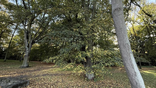 Jesień w Polsce 2025