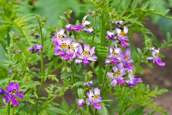 Motylek skrzydlaty - Schizanthus pinnatus
