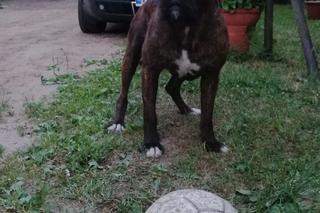 2500zł za zabójcę mojego psa