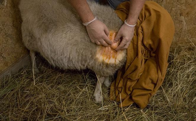 Weterynarze wycięli guzy owcy Helence
