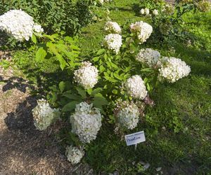 Hortensja bukietowa 'Phantom'