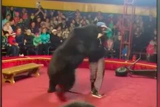 Niedźwiedź zmasakrował trenera w cyrku! Szokujący film 