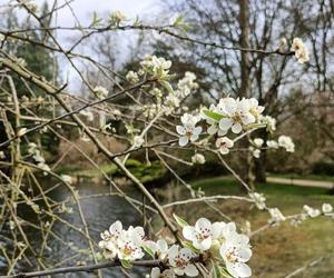 Piękne magnolie pod Poznaniem