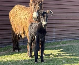 Nowy mieszkaniec zoo w Wojciechowie. To osiołek poitou