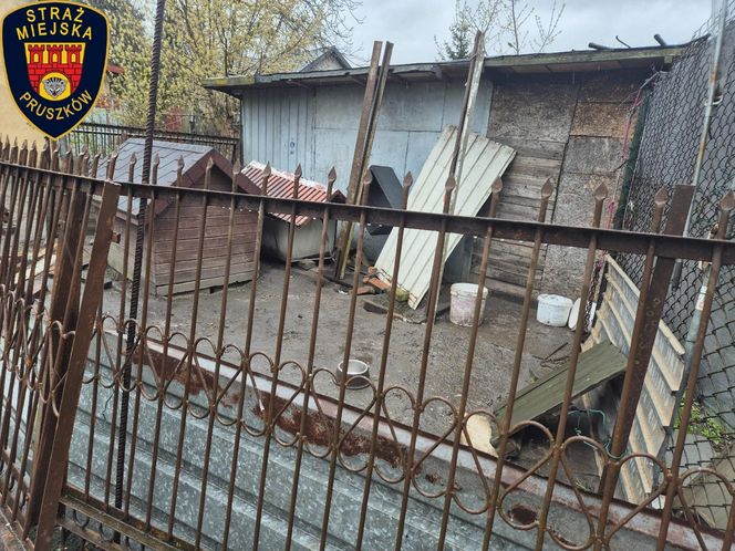 Dramat w Pruszkowie. Przetrzymywał zwierzęta w skandalicznych warunkach. Właściciel próbował się ich pozbyć