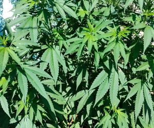 Areszt za uprawę marihuany. 