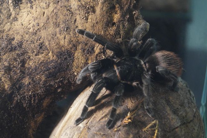 Wystawa pająków w Bydgoszczy. Egzotyczna atrakcja na ferie zimowe