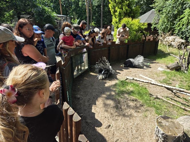 Pokazowe karmienie w myślęcińskim zoo to prawdziwy hit! Sprawdziliśmy to na miejscu