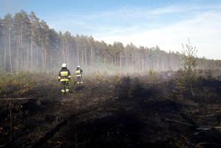 Spłonął las. Leśnicy apelują o rozsądek