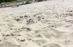 Plaża Karwia