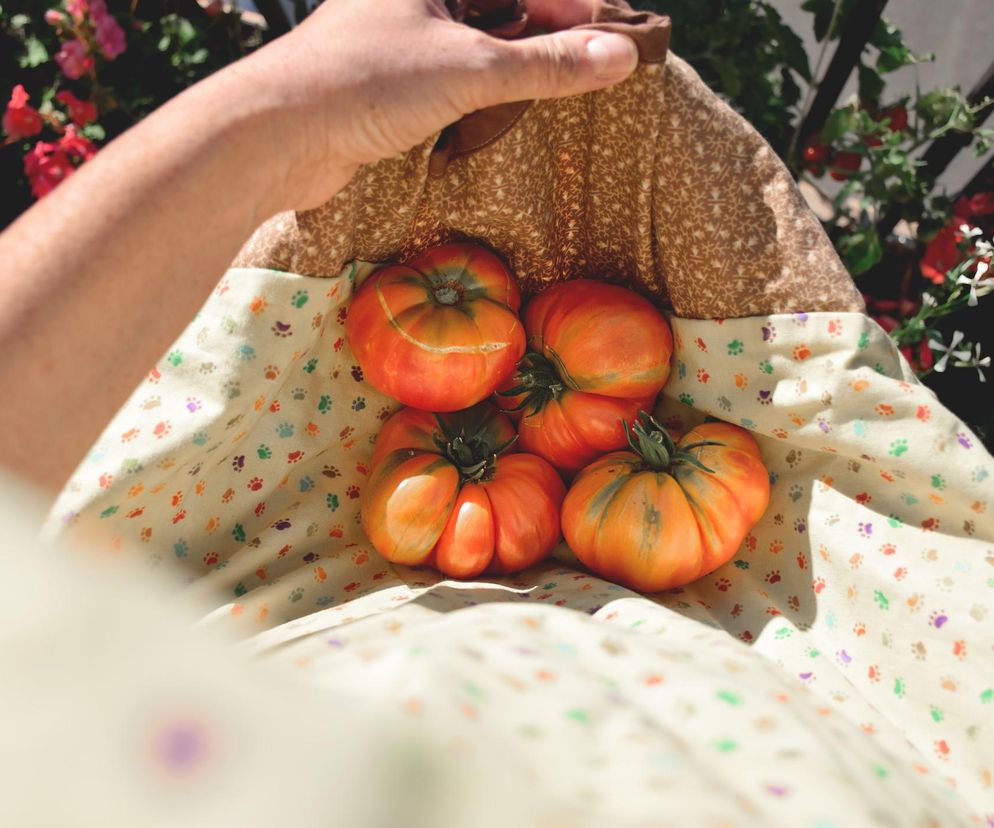 Pomidory na balkonie