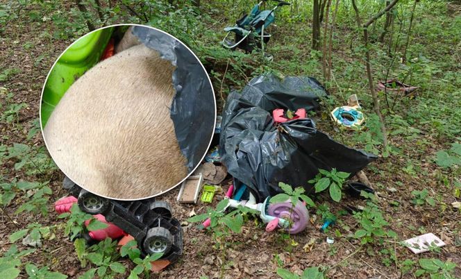 Zgroza w lesie pod Świeciem! Martwy pies w worku foliowym ze związanymi łapami. Policja szuka sprawcy bestialskiego czynu
