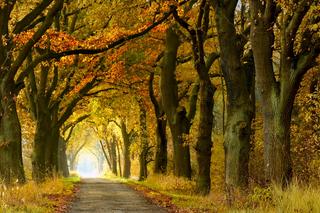Przysłowia o jesieni, które znają wszyscy. Czy aby na pewno? Sprawdź!