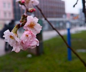 W grudniu w Szczecinie kwitną drzewa