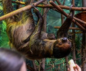 W Orientarium Zoo Łódź urodził się leniwiec