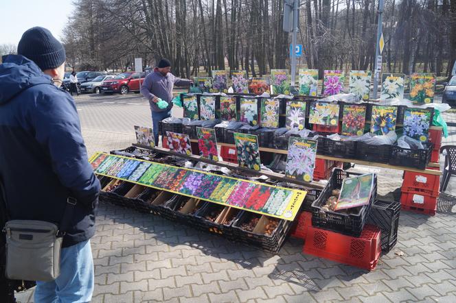 Wiosenny Kiermasz Ogrodniczy w Bydgoszczy [ZDJĘCIA]