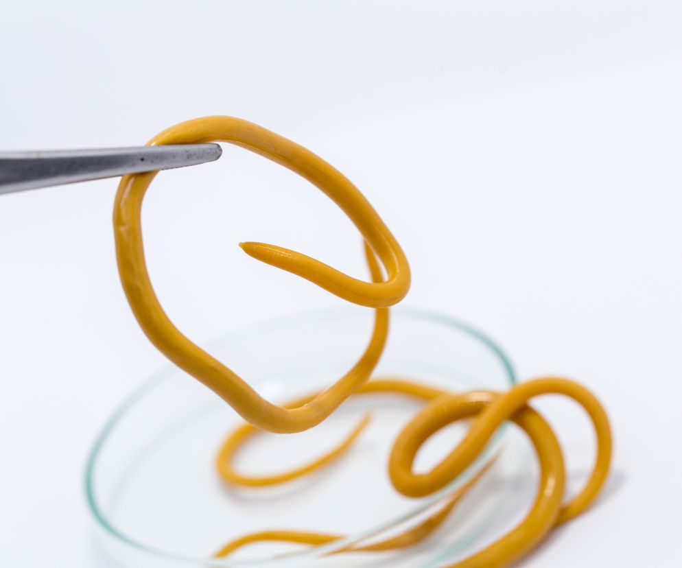 Nicienie czyli robaki obłe: rodzaje, objawy i leczenie zakażenia