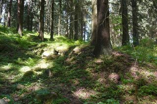 Ogromne zmiany w Puszczy Boreckiej. Co oznacza powiększenie rezerwatu Borki na Mazurach?