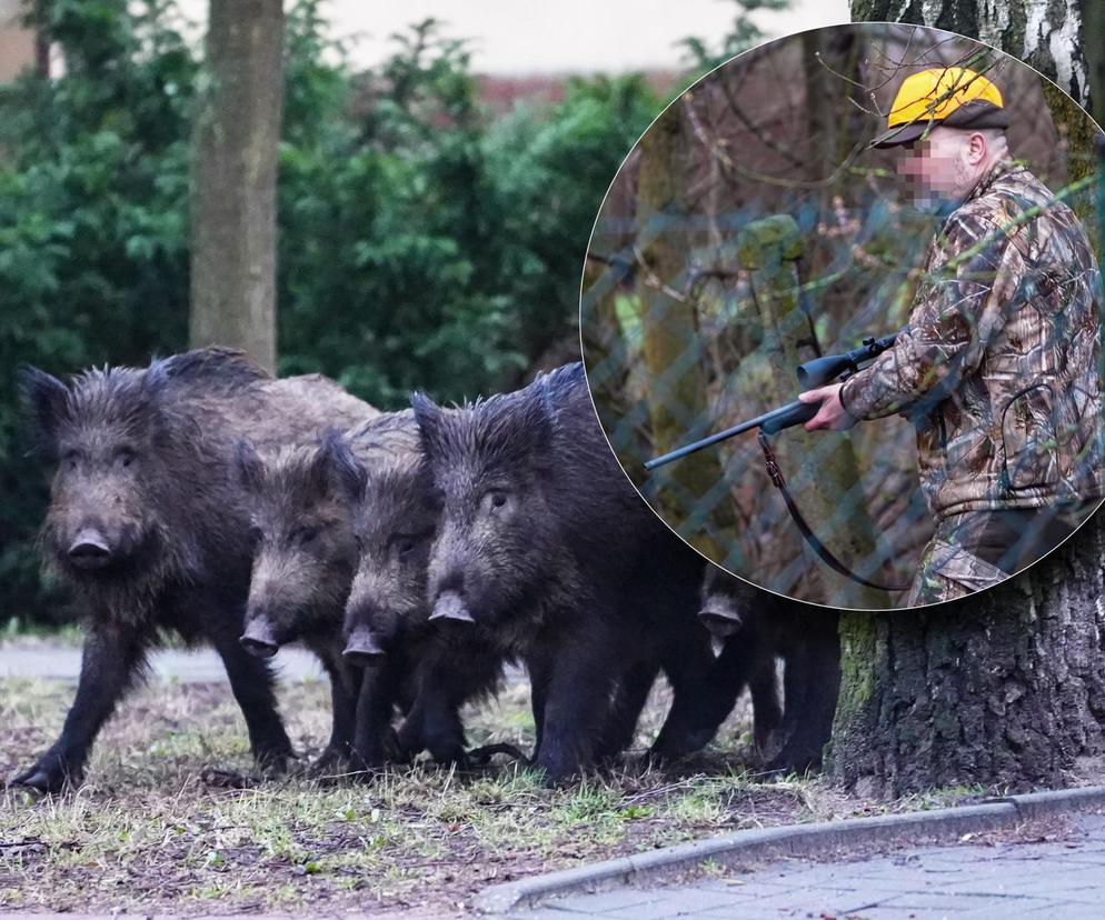 Myśliwi z długą bronią na ramieniu w środku toruńskiego osiedla przepędzali watahę dzików!