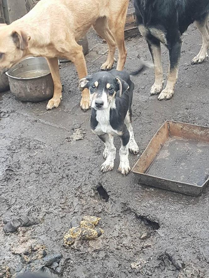 Interwencja OTOZ Animals w Suchym Dębie