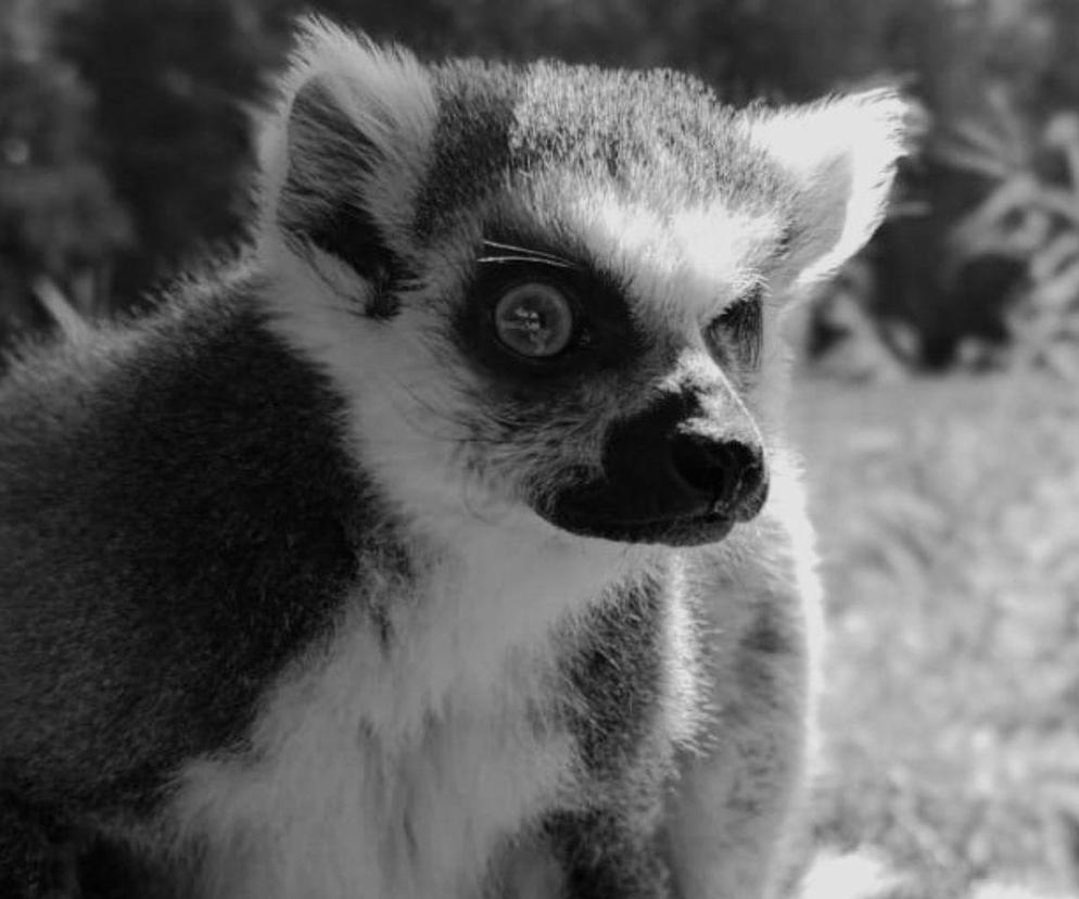 Lemur Golo 