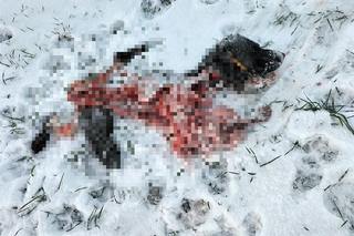 Wilki zjadły mojego Cygana