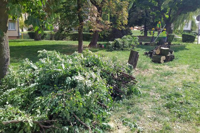 Z ulicy Podmiejskiej w Kaliszu znikają drzewa. Wycięto cały szpaler