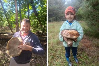 Gigantyczne grzyby w kujawsko-pomorskich lasach