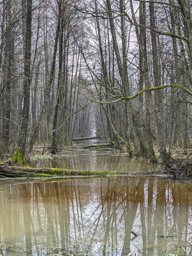 Trwa remont zabytkowego pałacu w Sztynorcie. Na jakim etapie są prace?