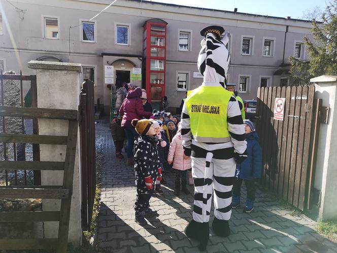 Zebra uczy dzieci przechodzić przez... zebrę