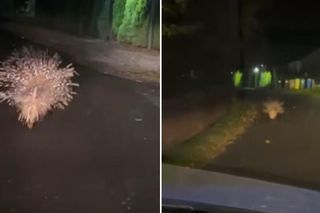 Nocne nagranie z Dolnego Śląska to hit. Kierowca nie wierzył własnym oczom. Co to jest?