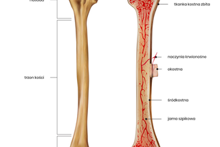 Kość ramienna