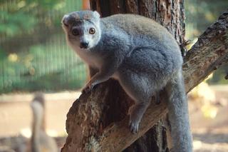 Lemury koroniaste we wrocławskim zoo